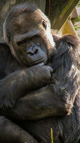 ape black gorilla beside wood mammal