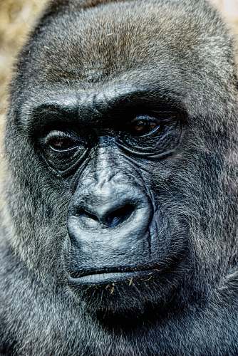 mammal black gorilla ape