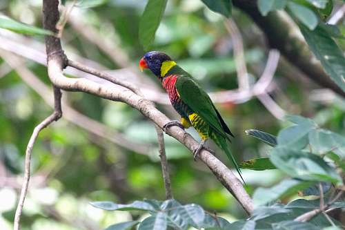 bird black, green, and red bird perching on grey tree branch parrot