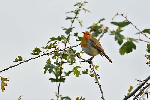 bird black, grey, and orange bird perching on tree branch during daytime robin