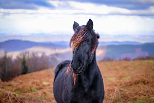 mammal black horse near mountain at daytime horse