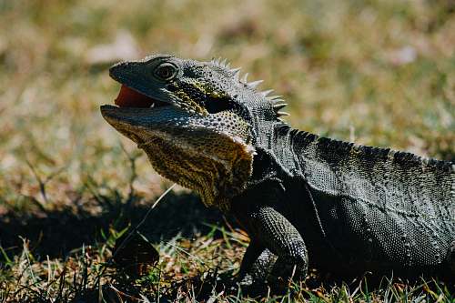 lizard black iguana at daytime reptile