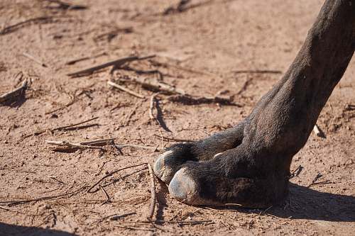 mammal black legged animal kangaroo