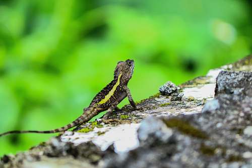 lizard black lizard reptile