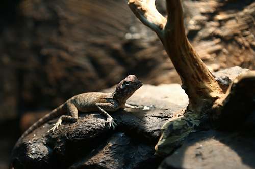lizard black lizard on rock reptile