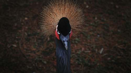 bird black peacock crane bird