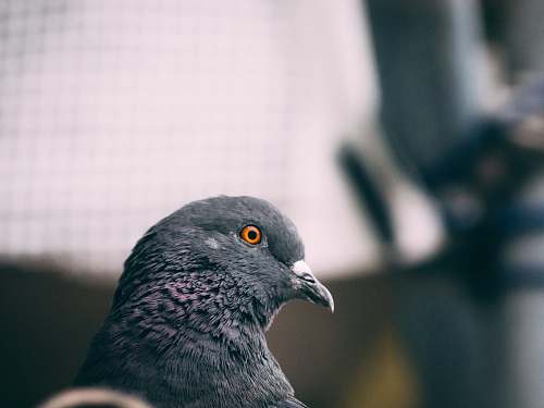 bird black pigeon pigeon