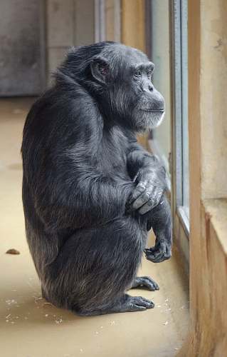 ape black primate mammal
