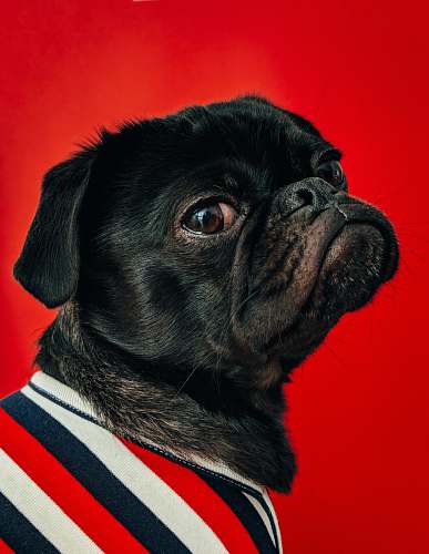 dog black pug wearing striped apparel pet