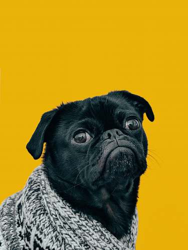 dog black pug with gray knit scarf pet