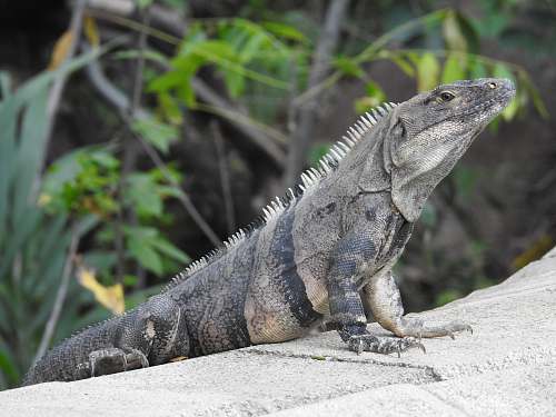 iguana black reptile lizard
