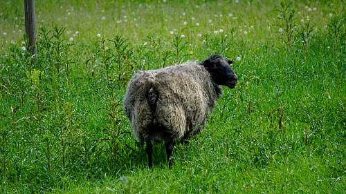 mammal black sheep on green grass sheep