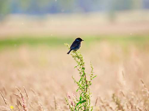 bird black short-beaked bird jay