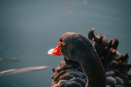bird black swan waterfowl