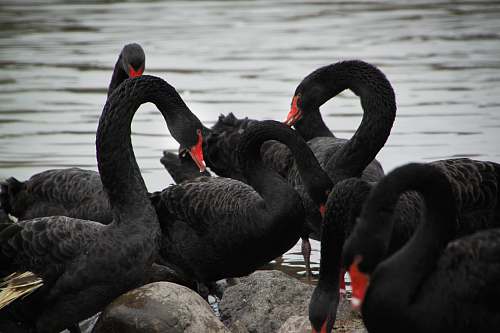 bird black swan on rock waterfowl