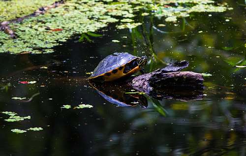 turtle black turtle in lake reptile