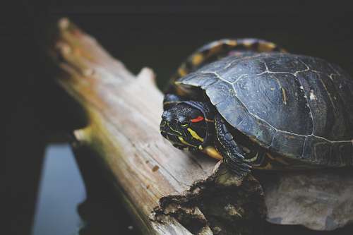 reptile black turtle on log sea life