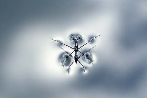 insect black water strider water