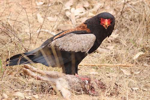 bird black, white, and brown hawk standing near dead animal vulture