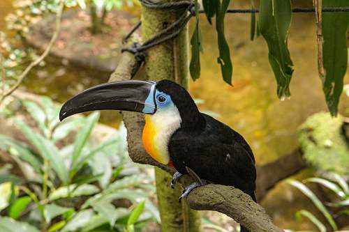 bird black, white, and yellow toucan toucan