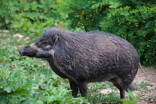 mammal black wildboar pig