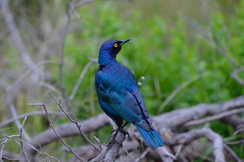 bird blue and black bird bluebird