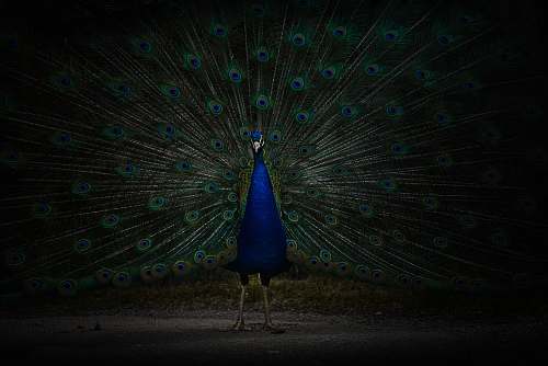 bird blue and black peacock lighting