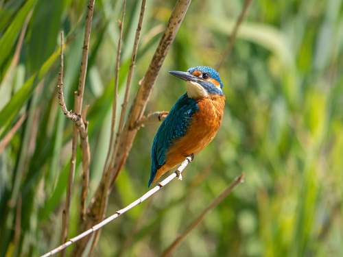 bird blue and brown bird with green bird bee eater