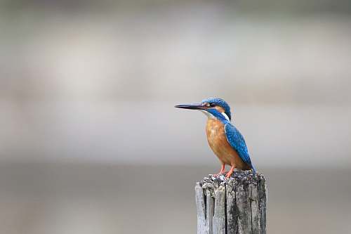 bird blue and brown kingfisher bee eater
