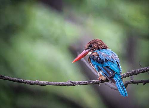 bird blue and brown long-beaked bird bee eater