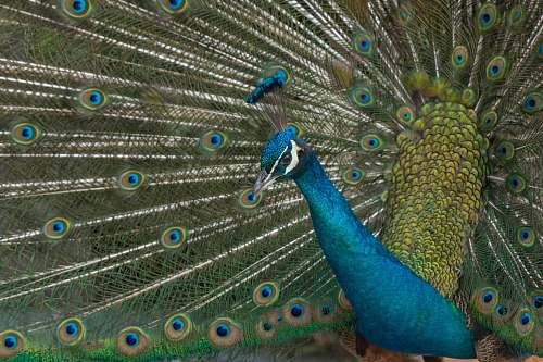 bird blue and brown peacock painting peacock