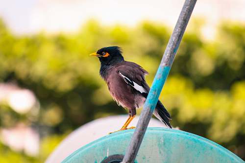 agelaius blue and brown short-beaked bird blackbird