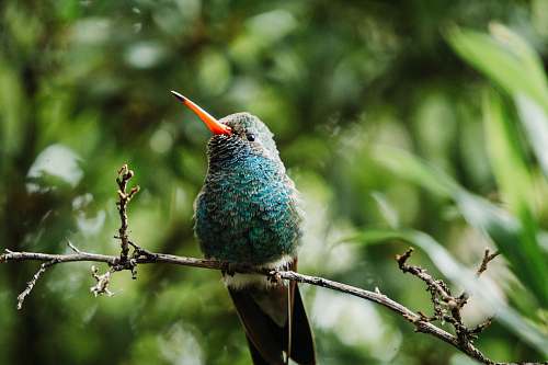 bird blue and gray bird on tree branch hummingbird