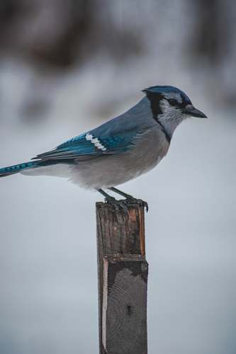 bird blue and gray bird on wood jay