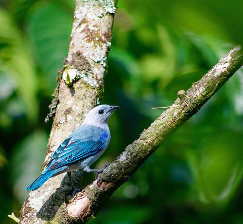 bird blue and gray bird perches on tree bluebird