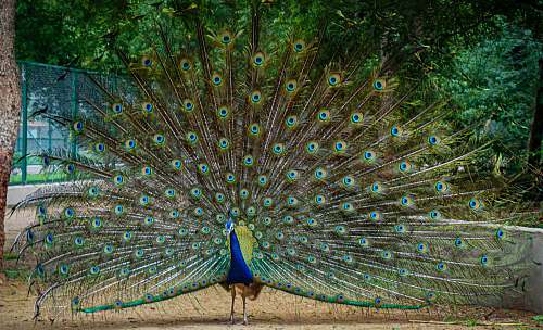 bird blue and green peacock on field peacock
