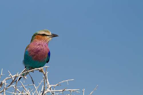 bird blue and pink bird perched on branch bee eater