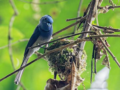 bird blue and white bird jay