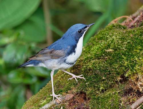 bird blue and white bird on moss jay