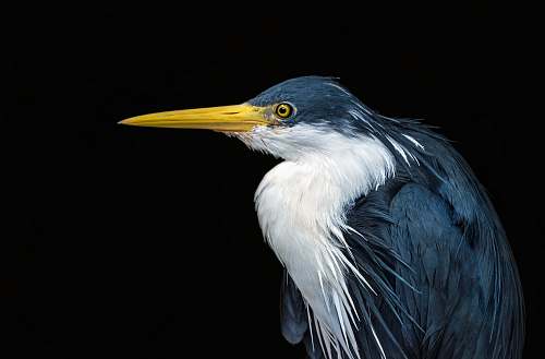 bird blue and white great egret heron