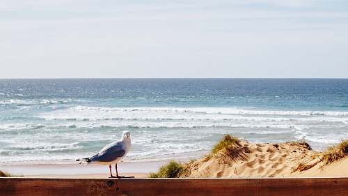 bird blue and white seagull nature