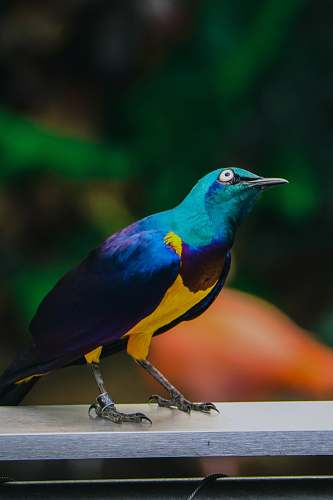 bird blue and yellow bird jay
