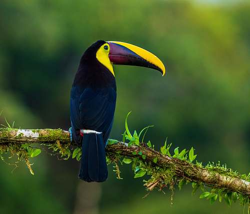 bird blue and yellow bird on brown and green stem toucan