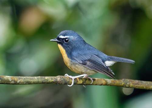 bird blue and yellow bird on wooden rod jay