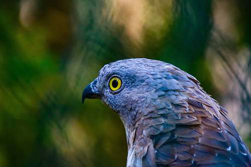 bird blue bird during day beak