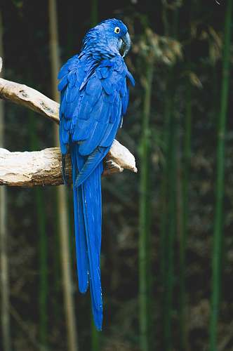 bird blue bird perch on brown tree parrot