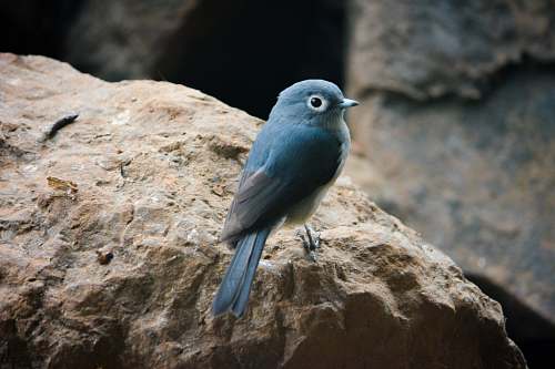 bird blue bird perched on brown rock jay