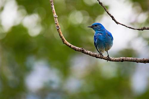 bird blue bird standing on tree stem at daytime bluebird