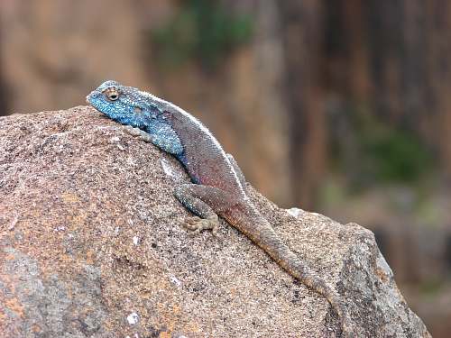reptile blue chameleon on rock lizard