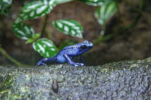 reptile blue frog lizard